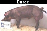 Duroc