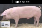 Landrace