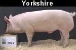 Yorkshire